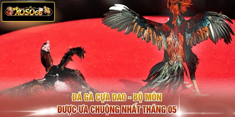 Đá gà cựa dao - Bộ môn được ưa chuộng nhất tháng 05