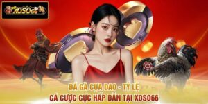 Đá Gà Cựa Dao - Tỷ Lệ Cá Cược Cực Hấp Dẫn Tại XOSO66