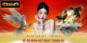 Đá Gà Cựa Sắt - Tìm Hiểu Về Bộ Môn Hot Nhất Tháng 05
