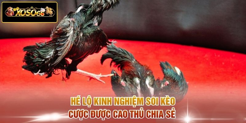 Hé lộ kinh nghiệm soi kèo cược được cao thủ chia sẻ