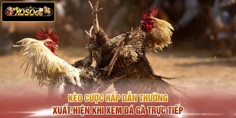 Kèo cược hấp dẫn thường xuất hiện khi xem đá gà trực tiếp