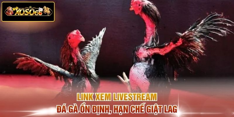 Link xem livestream đá gà ổn định, hạn chế giật lag