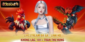Livestream Đá Gà - Link HD Không Lag, 101+ Trận Thư Hùng