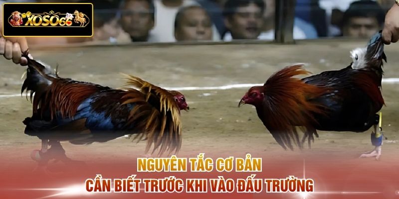 Nguyên tắc cơ bản cần biết trước khi vào đấu trường