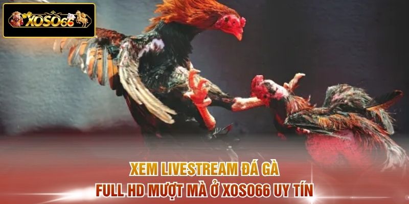 Xem livestream đá gà full HD mượt mà ở XOSO66 uy tín